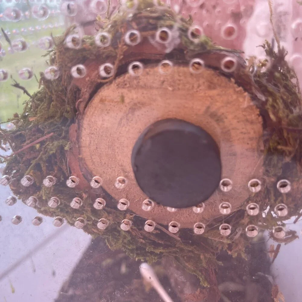 Hanging Moss Hide Spiders Jumping Spiders Insects Magnetic Stays on Enclosure